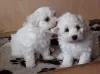 Photo №1. bichon à poil frisé - à vendre en ville de Vorzova | négocié | Annonce №64987