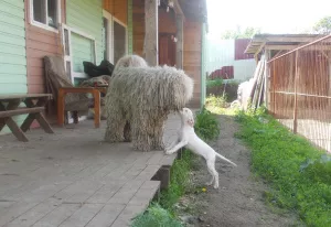 Photos supplémentaires: Komondor