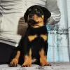 Photo №4. Je vais vendre rottweiler en ville de Zrenjanin.  - prix - Gratuit