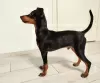 Photo №4. Je vais vendre pinscher miniature en ville de Tallinn. annonce privée - prix - 800€