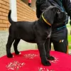 Photo №3. Chiots Cane Corso. Allemagne