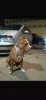 Photo №4. Je vais vendre american staffordshire terrier en ville de Chisinau. annonce privée - prix - 500€