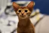 Photos supplémentaires: Chatons abyssins, filles et garçons