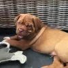 Photo №1. dogue de bordeaux - à vendre en ville de Copenhague | 400€ | Annonce №83356