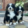 Photo №3. Chiots Bouvier Bernois. Allemagne