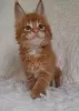 Photo №1. maine coon - à vendre en ville de Rylsk | 250€ | Annonce № 117766