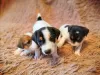 Photo №1. jack russell terrier - à vendre en ville de Omsk | 222€ | Annonce №9591