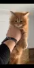 Photo №1. maine coon - à vendre en ville de Рыбница | 500€ | Annonce № 44314