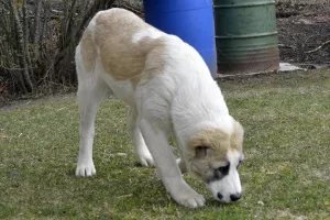 Photos supplémentaires: Vente de chiots du chien de berger d'Asie centrale (Alabai).