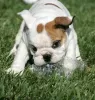 Photo №1. bulldog anglais - à vendre en ville de Эребру | négocié | Annonce №48090