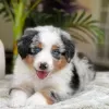 Photos supplémentaires: Bezaubernde Australian Shepherd-Welpen zu Verkaufen