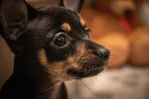 Photos supplémentaires: Chiot jouet russe garçons