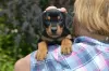 Photo №1. pinscher allemand - à vendre en ville de Stockholm | 1000€ | Annonce №56099