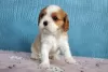 Photo №4. Je vais vendre cavalier king charles spaniel en ville de Москва. éleveur - prix - 3080€