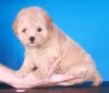 Photos supplémentaires: Chiots Maltipoo F1