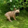 Photo №4. Je vais vendre bouledogue en ville de Novosibirsk. annonce privée - prix - 265€