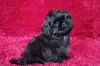 Photo №1. shih tzu - à vendre en ville de Долинская | négocié | Annonce №51361