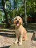 Photos supplémentaires: Labradoodle F1b