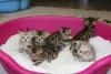 Photos supplémentaires: Chatons Bengal Cats en bonne santé disponibles à la vente autour de chez vous