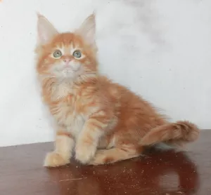 Photo №1. maine coon - à vendre en ville de Krasnoyarsk | 239€ | Annonce № 5952