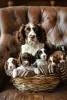 Photo №1. welsh springer spaniel - à vendre en ville de Mannheim | 106€ | Annonce №129617