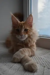 Photo №1. maine coon - à vendre en ville de Ivanovo | Négocié | Annonce № 4935