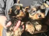 Photo №1. yorkshire terrier - à vendre en ville de Las Vegas | Gratuit | Annonce №11720