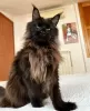 Photo №4. Je vais vendre maine coon en ville de Berlin. éleveur - prix - 800€