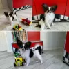 Photo №1. papillon - à vendre en ville de Riga | 250€ | Annonce №90465