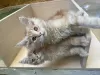 Photo №1. maine coon - à vendre en ville de Kharkov | 3012€ | Annonce № 52541