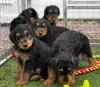 Photos supplémentaires: Chiots Airedale mâles et femelles.