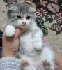 Photo №2 de l'annonce № 121800 de la vente scottish fold - acheter à Ouzbekistan annonce privée