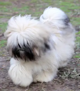 Photos supplémentaires: Bébé Lhassa Apso prometteur