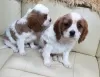 Photo №1. cavalier king charles spaniel - à vendre en ville de Munich | négocié | Annonce №43183