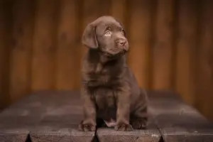 Photo №1. labrador retriever - à vendre en ville de Vinnitsa | Négocié | Annonce №3734