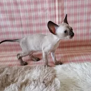 Photo №4. Je vais vendre cornish rex en ville de Москва. annonce privée, de la fourrière, éleveur - prix - 314€