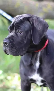 Photos supplémentaires: Chic Cane Corso girl à vendre