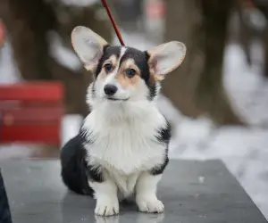 Photo №2 de l'annonce № 4649 de la vente welsh corgi - acheter à Fédération de Russie éleveur