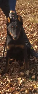 Photo №3. Chiots Beauceron. Fédération de Russie