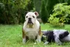 Photo №3. Chiots bouledogue anglais. Pologne