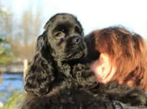 Photo №3. Un chiot très mignon et intéressant, Cocker américain, attend sa mère. Garçon. Biélorussie