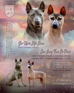 Photo №4. Je vais vendre chien thaïlandais à crête dorsale en ville de Рузаевка. de la fourrière, éleveur - prix - 480€