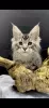 Photo №1. maine coon - à vendre en ville de Kharkov | 1338€ | Annonce № 44557