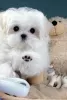 Photo №1. bichon maltais - à vendre en ville de Ma'ameer | Gratuit | Annonce №9847