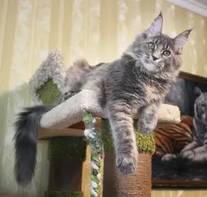 Photo №1. maine coon - à vendre en ville de Volgograd | 985€ | Annonce № 3423