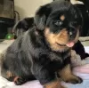 Photo №1. rottweiler - à vendre en ville de Melbourne | négocié | Annonce №42798