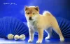 Photo №1. shiba - à vendre en ville de Astrakhan | négocié | Annonce №95457