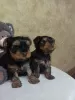 Photo №1. yorkshire terrier - à vendre en ville de Верхнеднепровск | 165€ | Annonce №10683