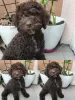 Photos supplémentaires: Chiots Lagotto Romagnolo à vendre