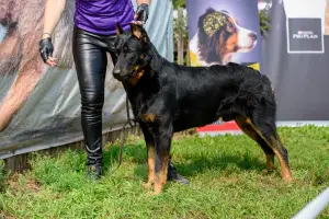 Photo №2 de l'annonce № 2850 de la vente berger de beauce - acheter à Fédération de Russie éleveur